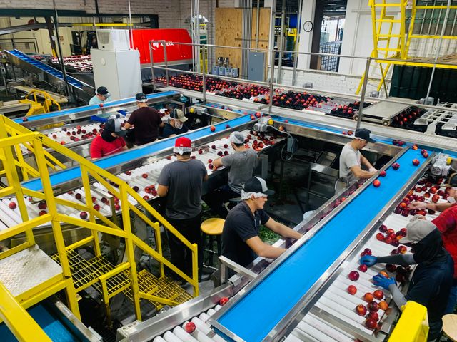 Food and light processing conveyor belt application