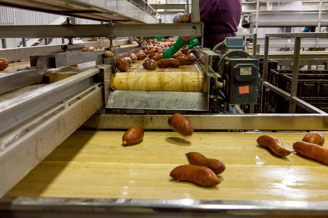 Agriculture grain and fertilizer conveyor belt application